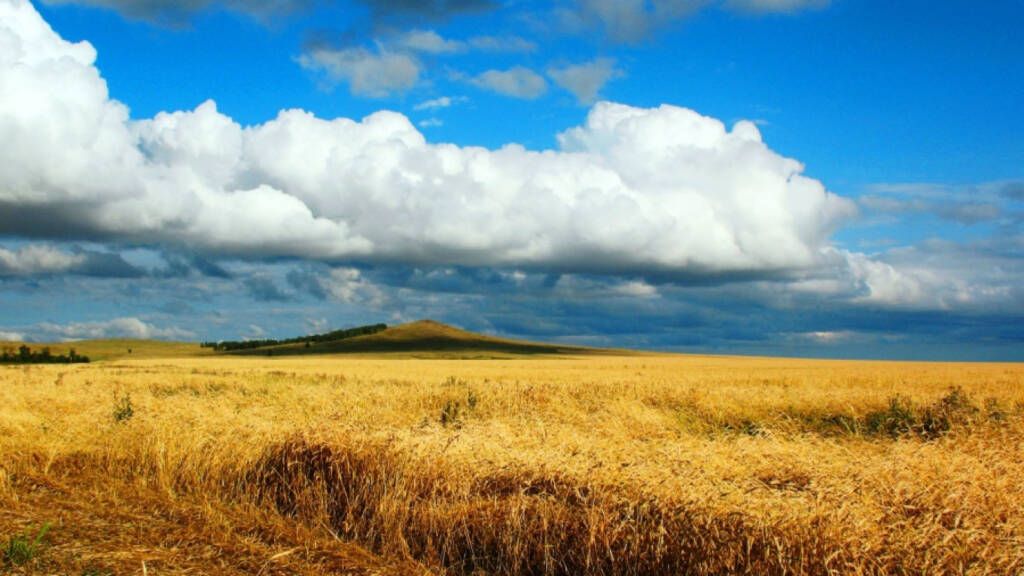 Campo grano Ucraina