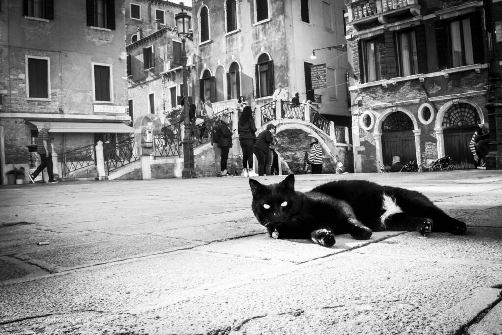 La smerdification delle nostre città. Due passi per Venezia 1 micio