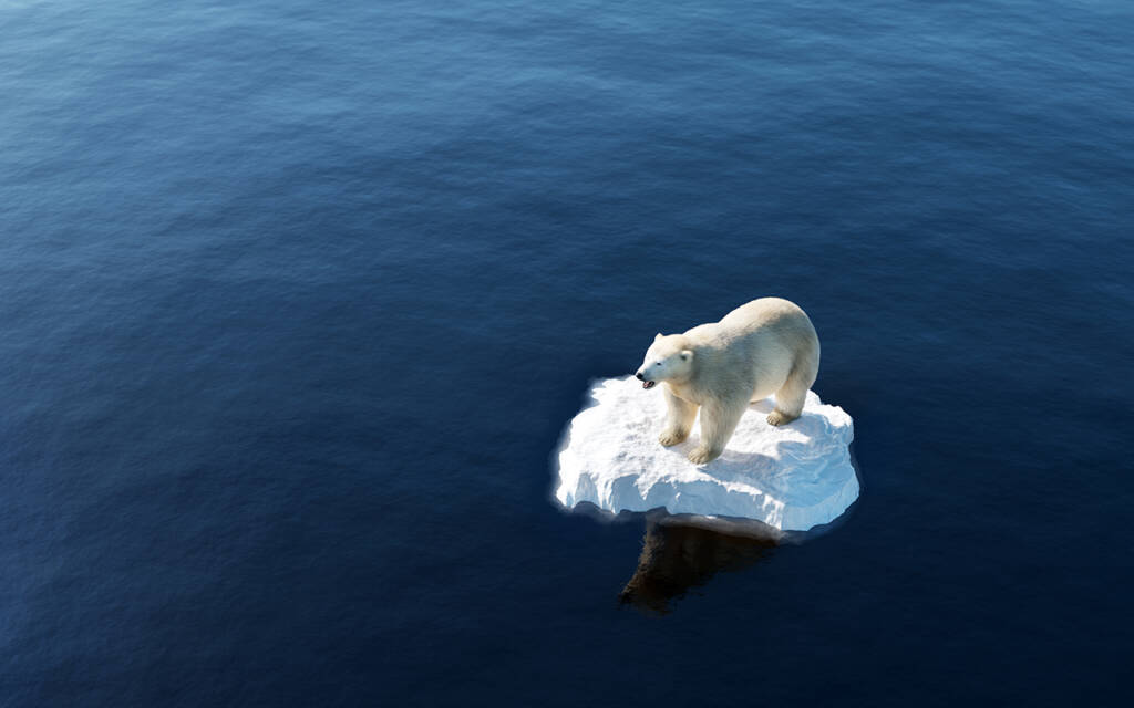 Orso bianco