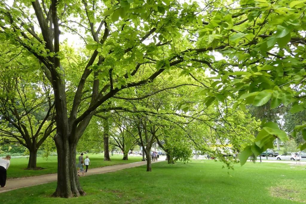 alberi
